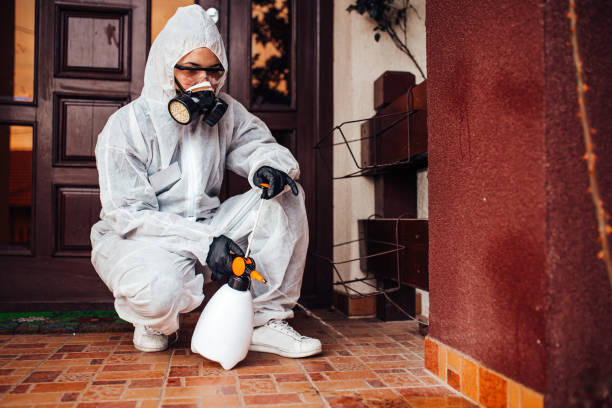 Attic and Crawl Space Rodent Treatment in Rockford